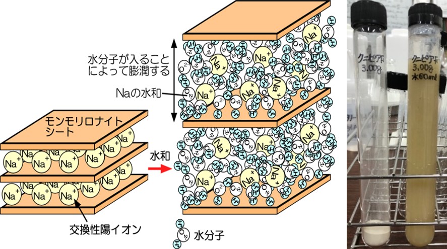 ベントナイトの膨潤（膨れること）について熱力学モデル